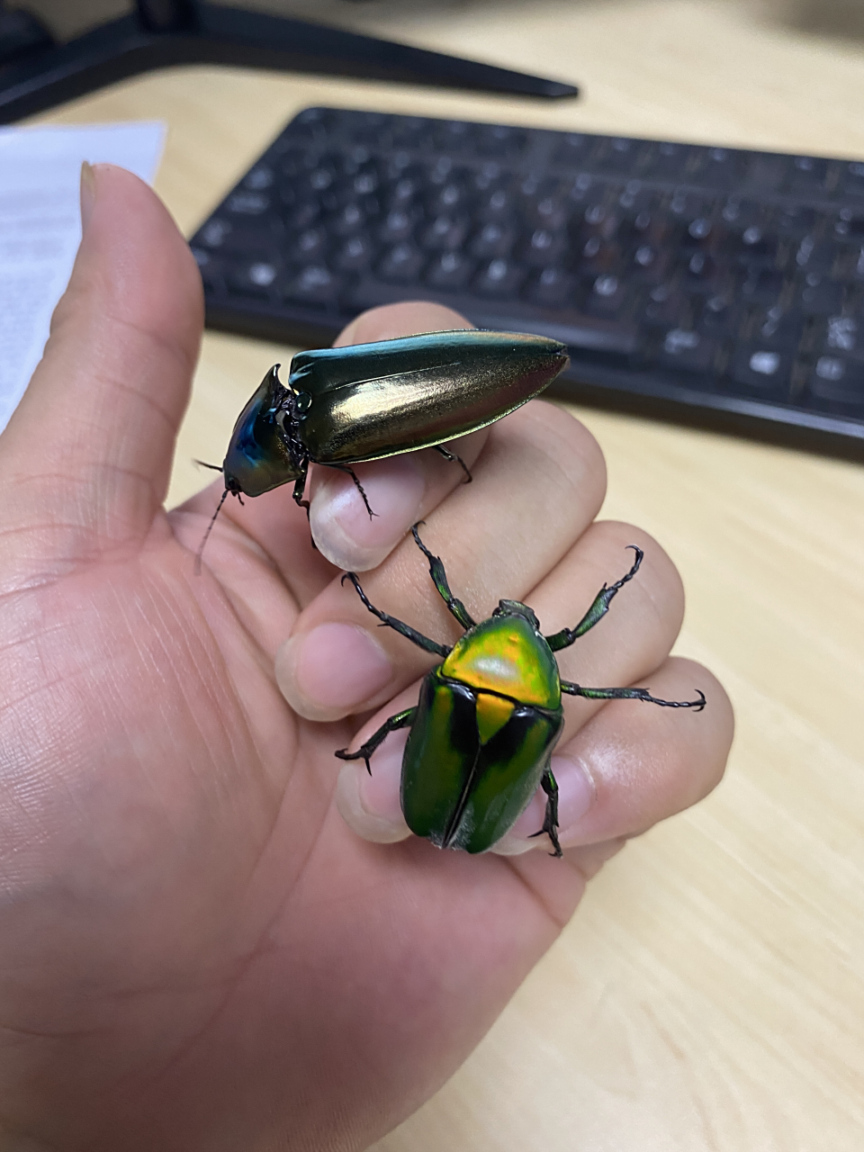 今天收了一丽叩甲和绿宝石金龟各一只!
