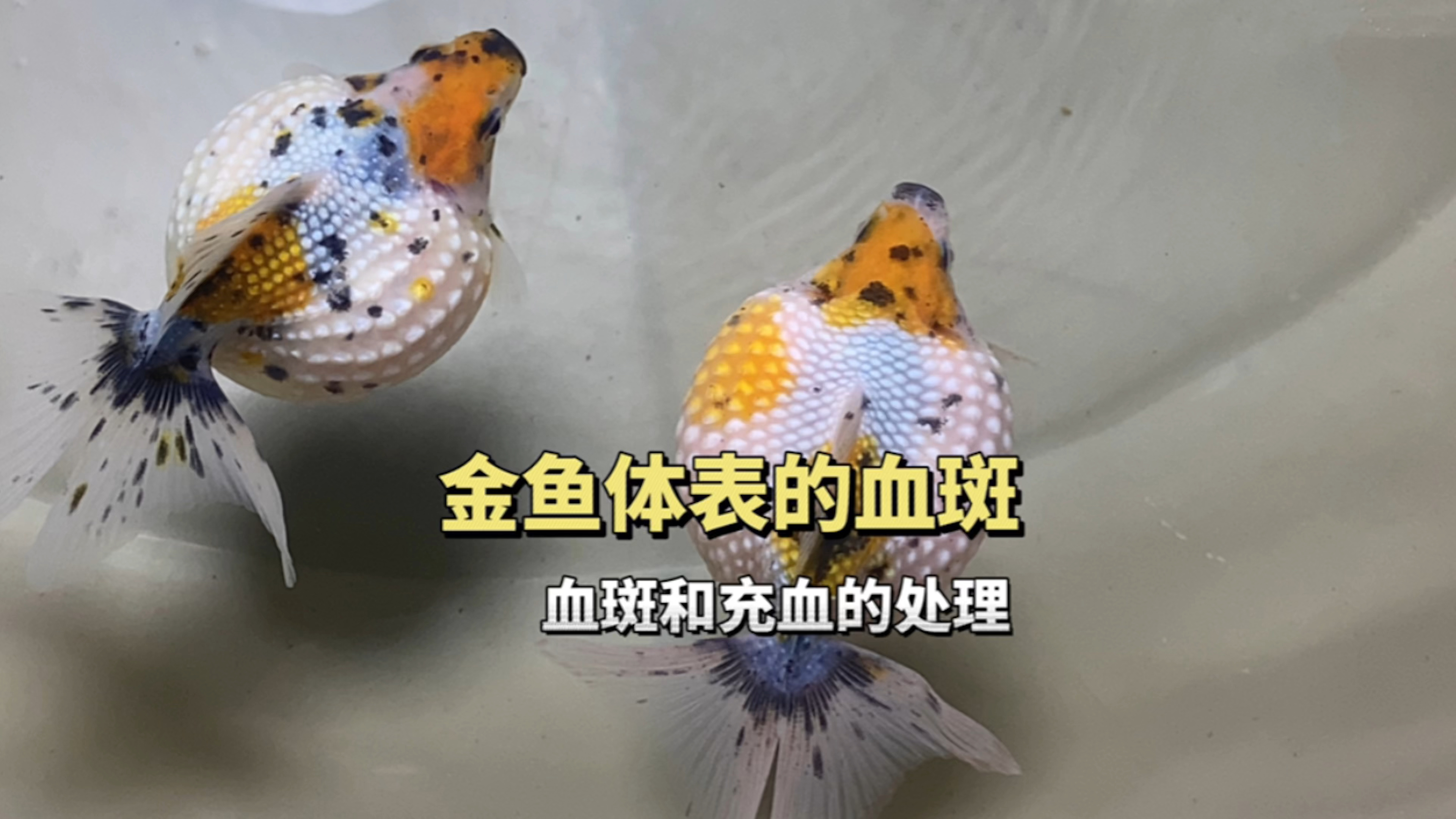 珍珠金鱼体表血斑和充血怎么处理?金鱼体表有红点