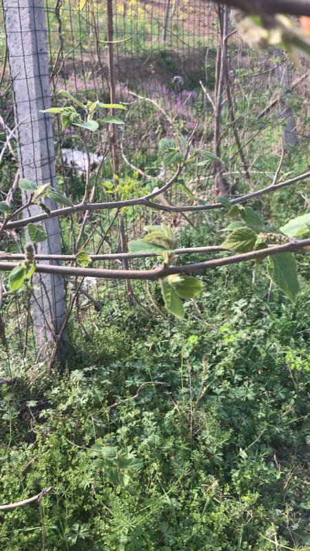 今天散步在路边看见好多杵树上面的小杵桃正鲜嫩蒸着吃好吃又有营养摘