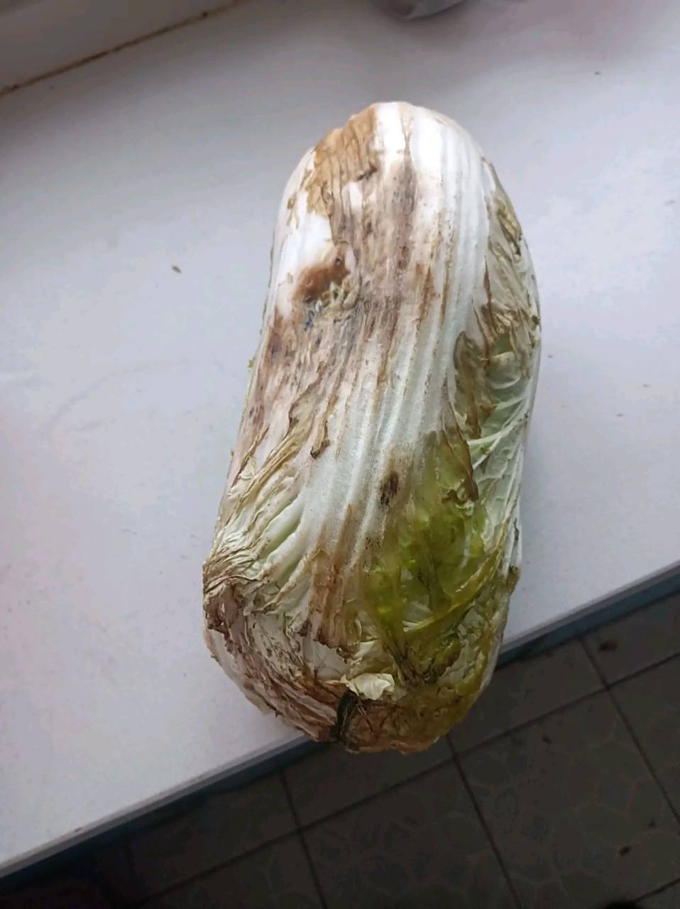 路过菜市场,看到有颗别人不要的烂白菜,看着四下无人,捡了起来