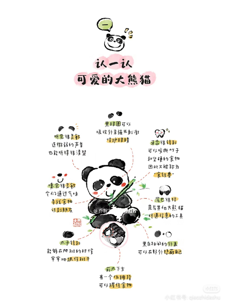 给孩子们的熊猫图鉴 大熊猫6是中国特有的珍稀动物是中国的"国宝"和"