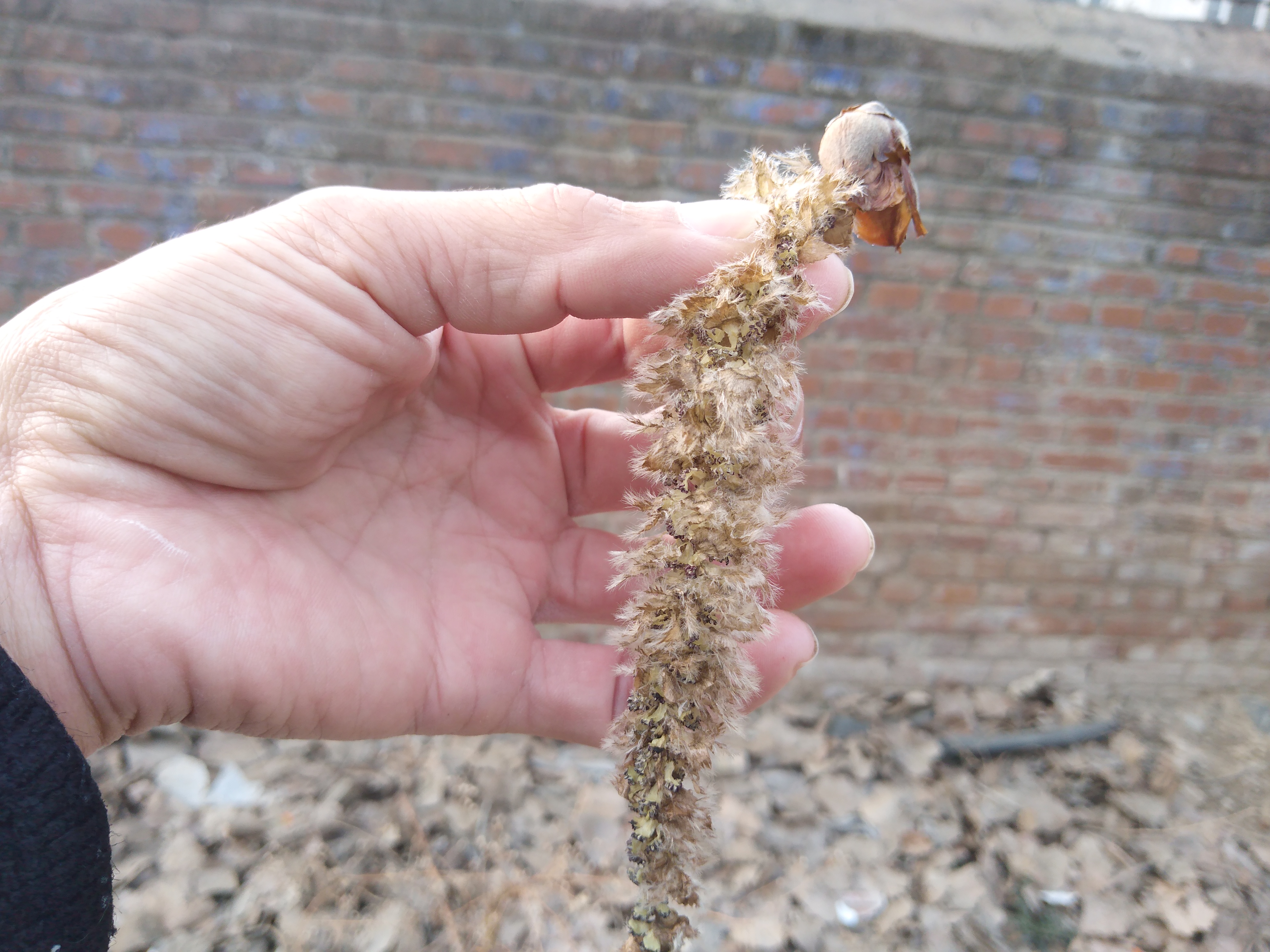 现在八九还没有结束,杨树上的毛毛就开始