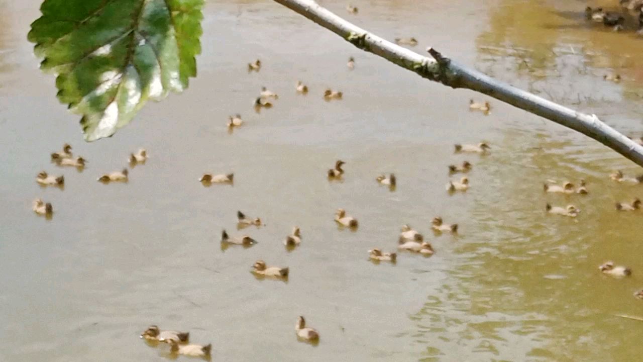 萌鸭成长记～成长的第22天(从出壳算)