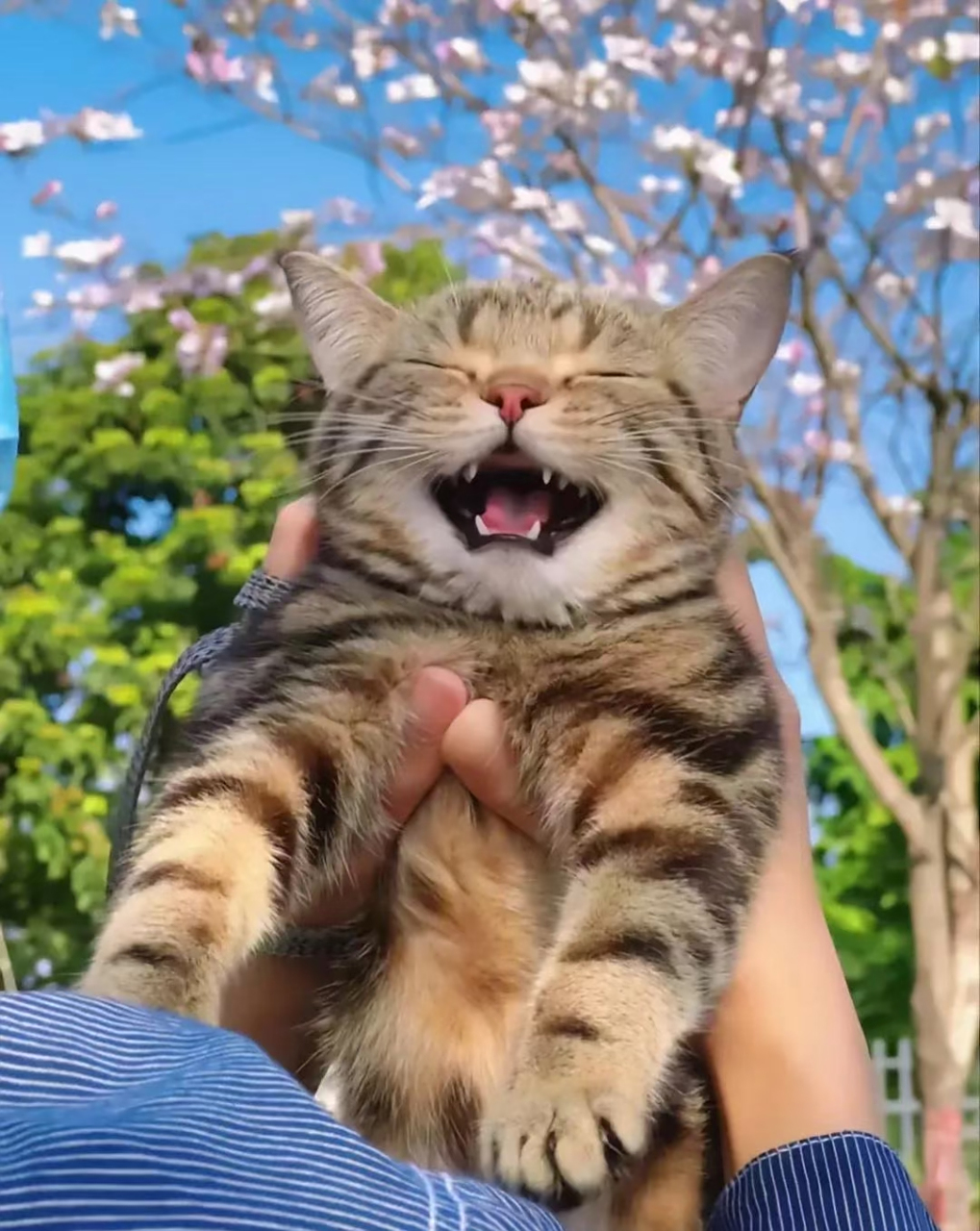 爱笑的猫咪运气不会差