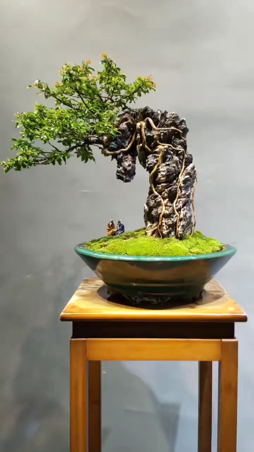 漂亮的附石盆景还是很受欢迎的