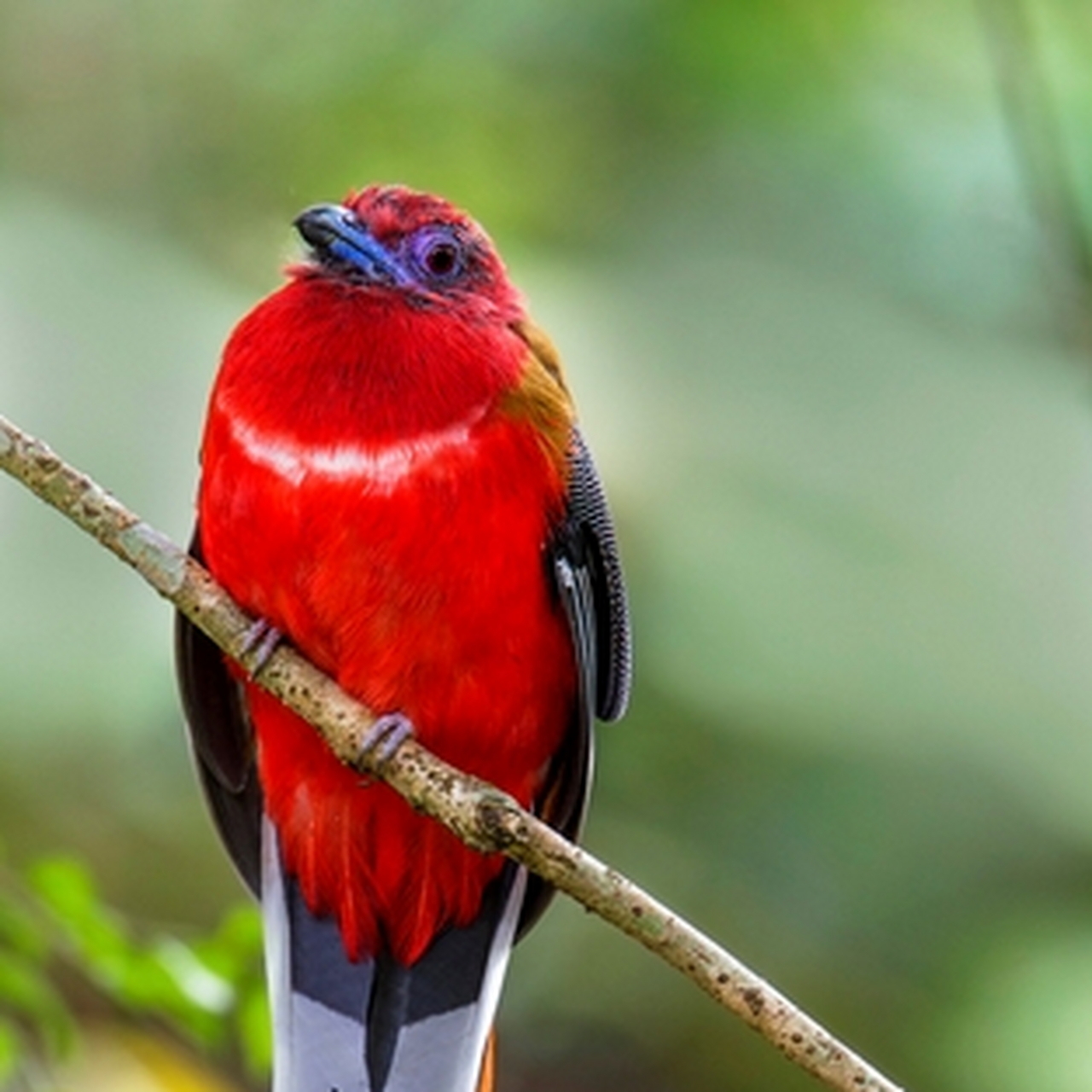 雌鸟头黄褐色,胸和腹部红色,雄鸟头红色