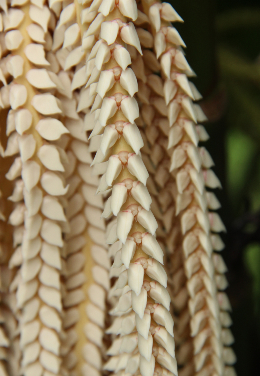 变色山槟榔pinanga baviensis,又名燕尾山槟榔,棕榈科山槟榔属.