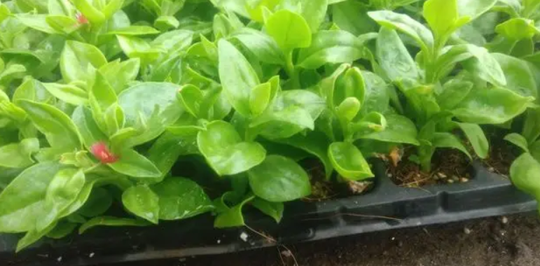 盆栽三七的养殖方法和作用