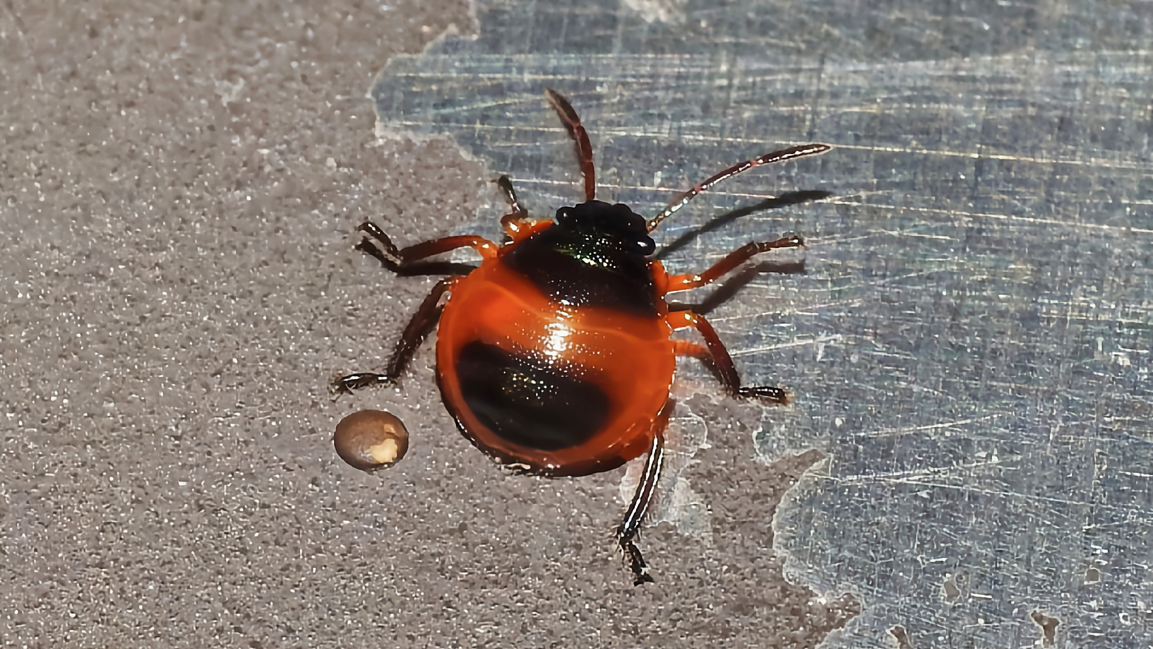 每天认识一种昆虫——桑宽盾蝽 桑宽盾蝽是半翅目,盾蝽科昆虫,分布于