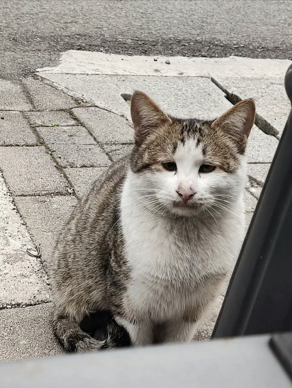 愁眉苦脸的小猫咪!