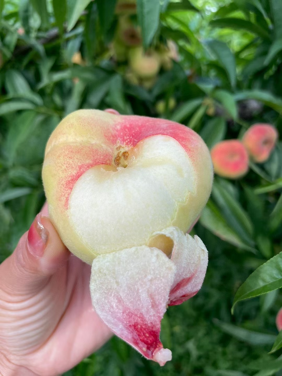 陕西大荔毛蟠桃最后一天接单了,明天下架再想吃就得等明年了