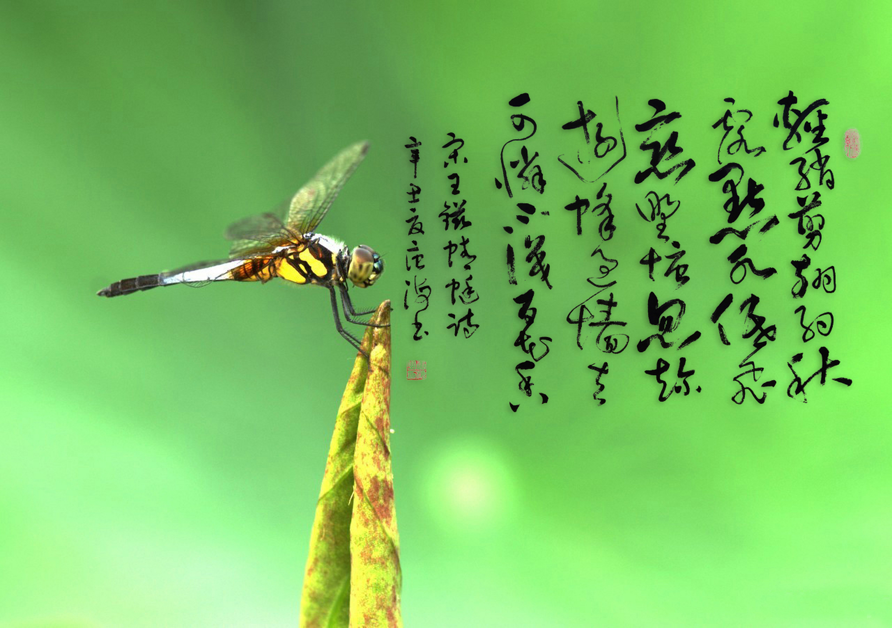 草书——宋·王镃的诗《蜻蜓》