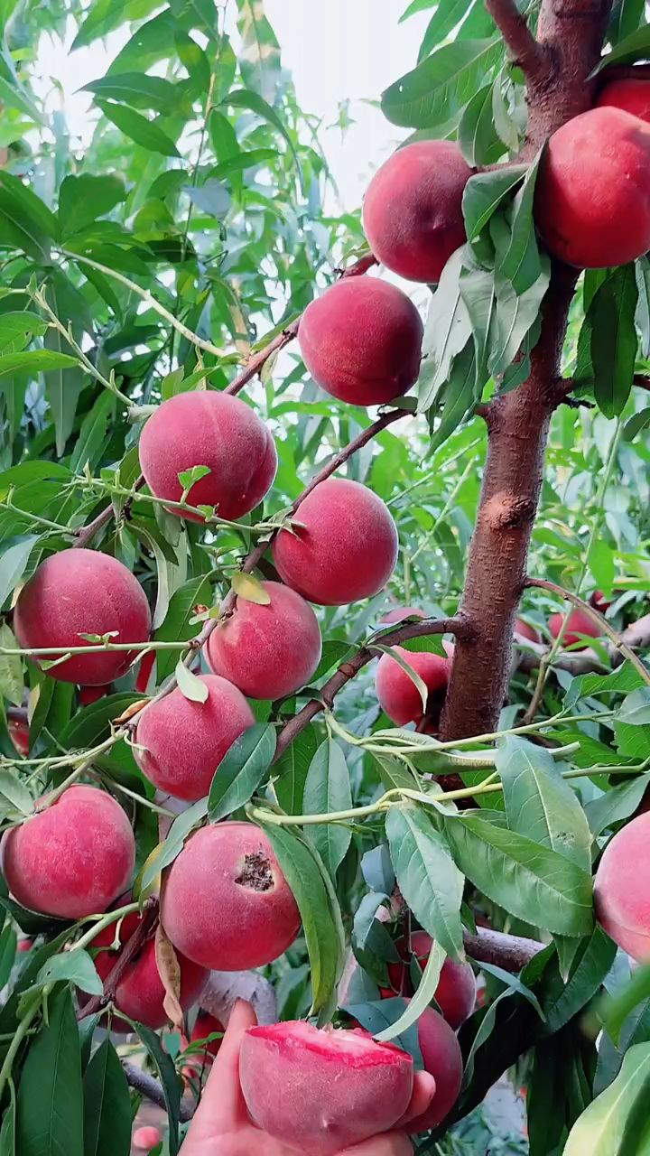 血桃树苗,8月份成熟,产量高,适合南北方种植