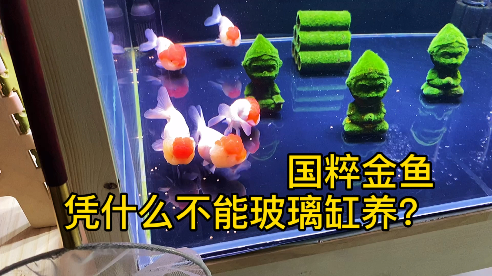 国粹金鱼凭什么不能用玻璃缸养,我就不服,一定用玻璃缸养好金鱼