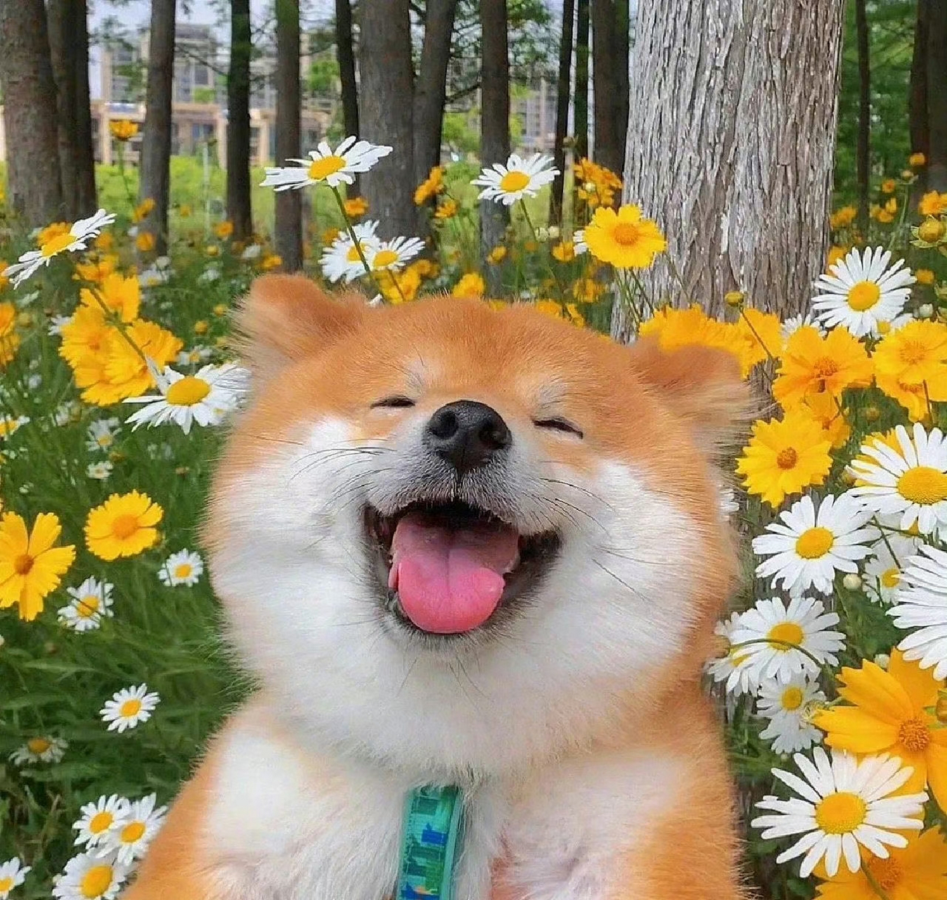 【 可爱的狗宝宝!】            养一只小宝宝,天天带来快乐!