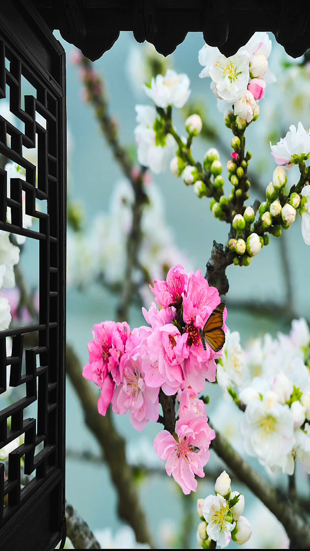 桃花:去年今日此门中,人面桃花相映红.人面不知何处去,桃花依旧笑春风