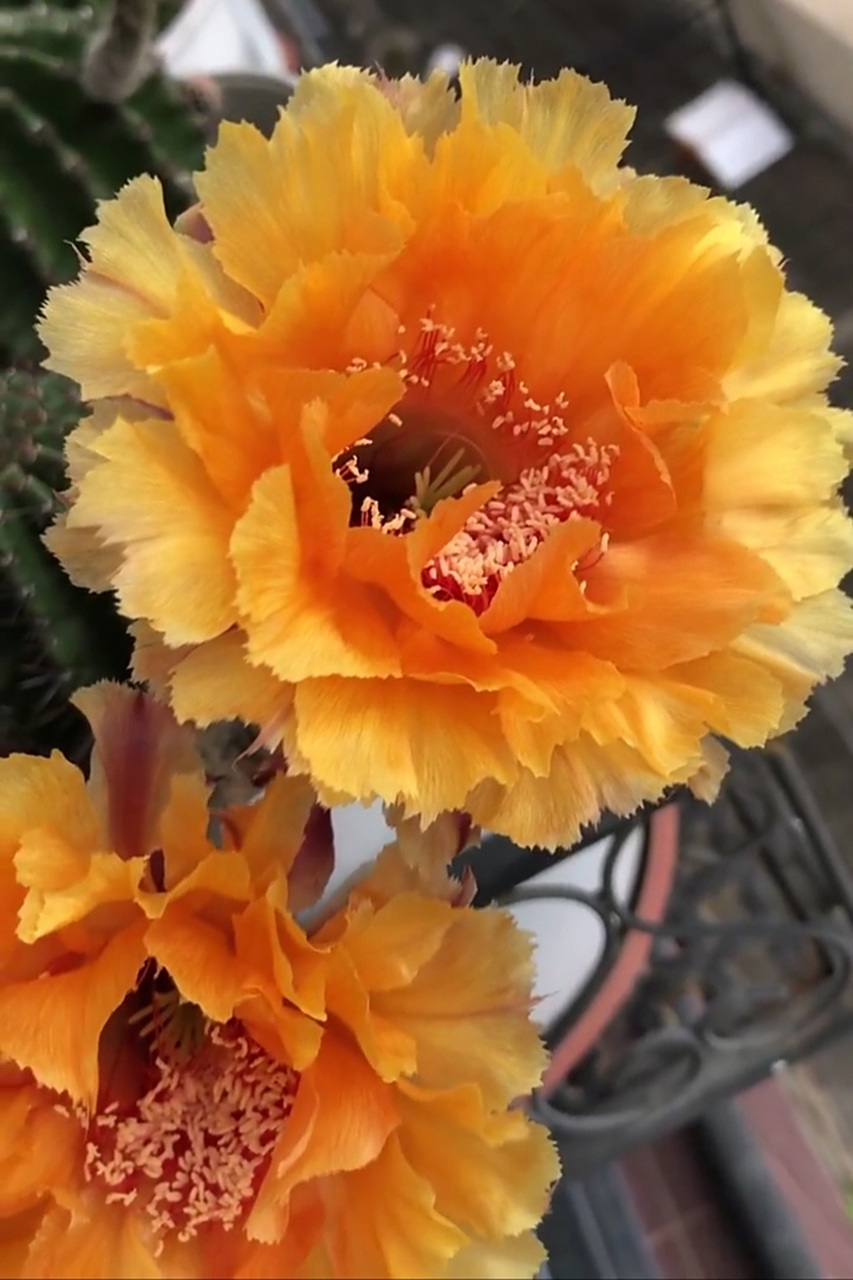 仙人球# 琉璃盏