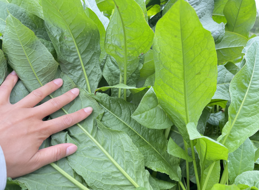 多年生养鱼种什么?大叶菊苣营养均衡,叶片柔嫩丰富好消化