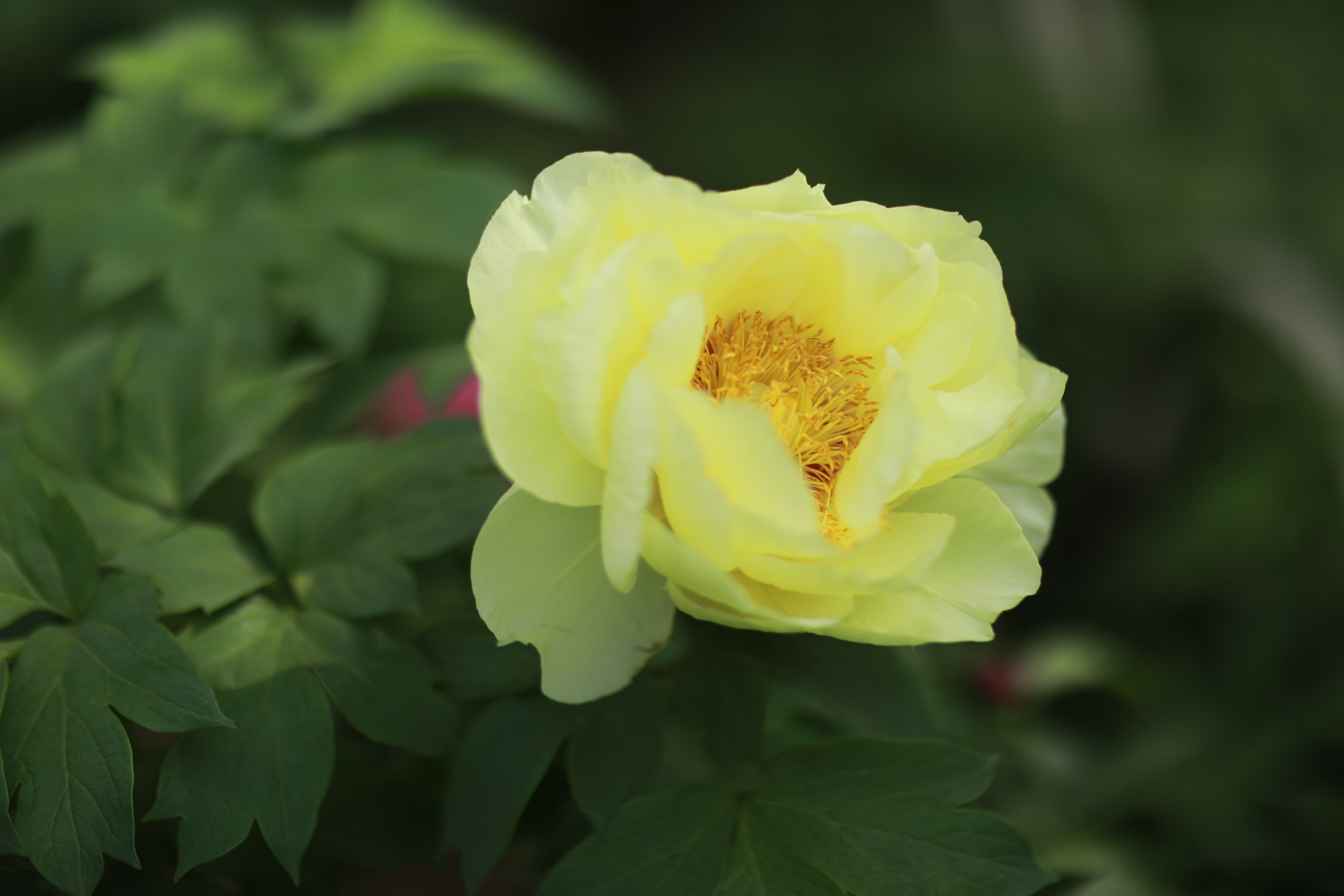 尚湖牡丹节  牡丹花雍容华贵,世人又有多少不爱荣华,不喜权贵.