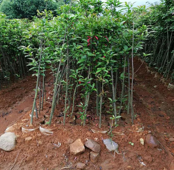 秦岭金刚木图片