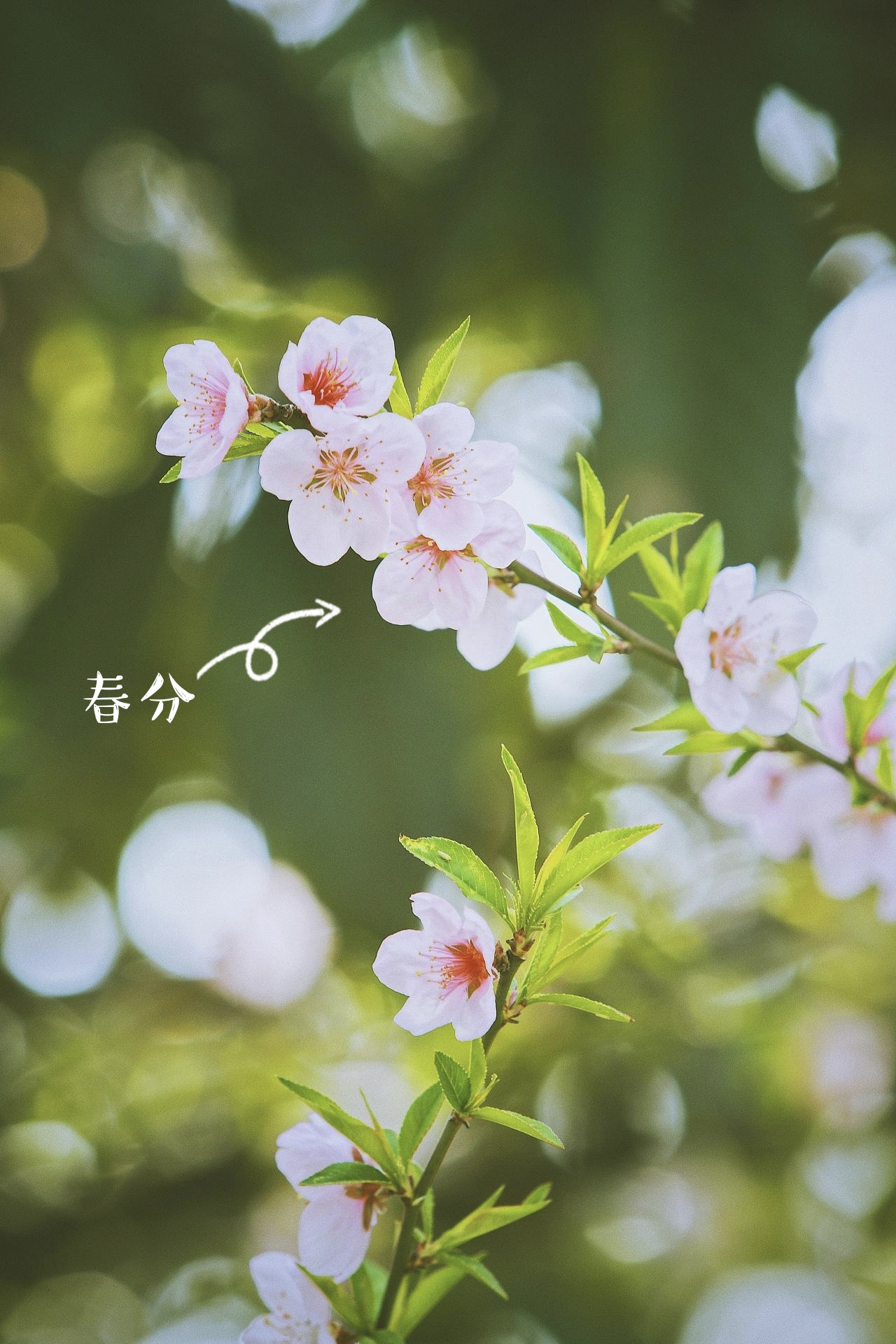 春分时节花系壁纸