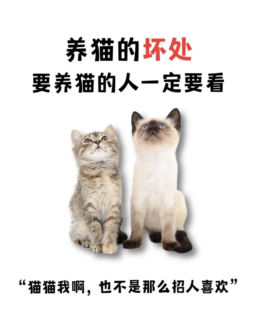 养猫的坏处图片