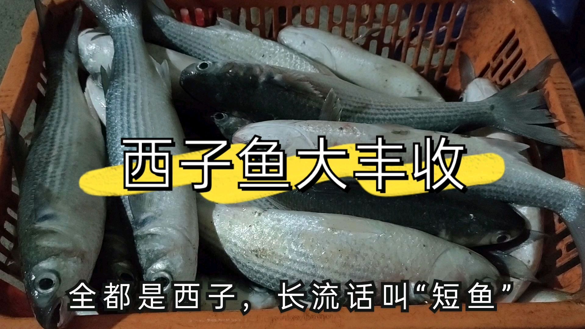 海口南港内都是西子鱼,养殖鱼排旁边,随便一抓爆满两桶!