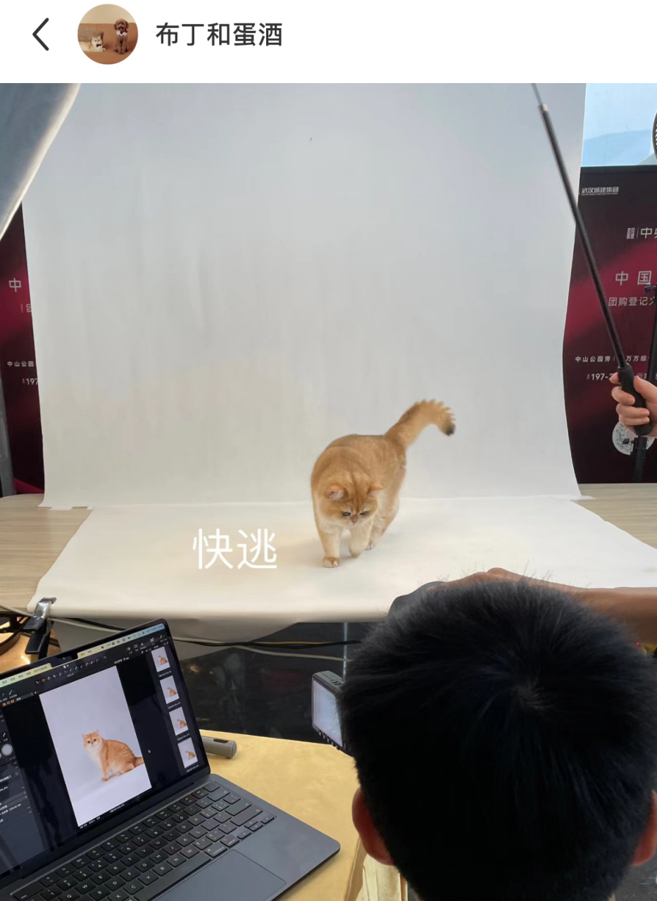 小猫咪:什么照片还要我亲自出门拍?几分钟后,累了,我要下班,哈哈哈哈