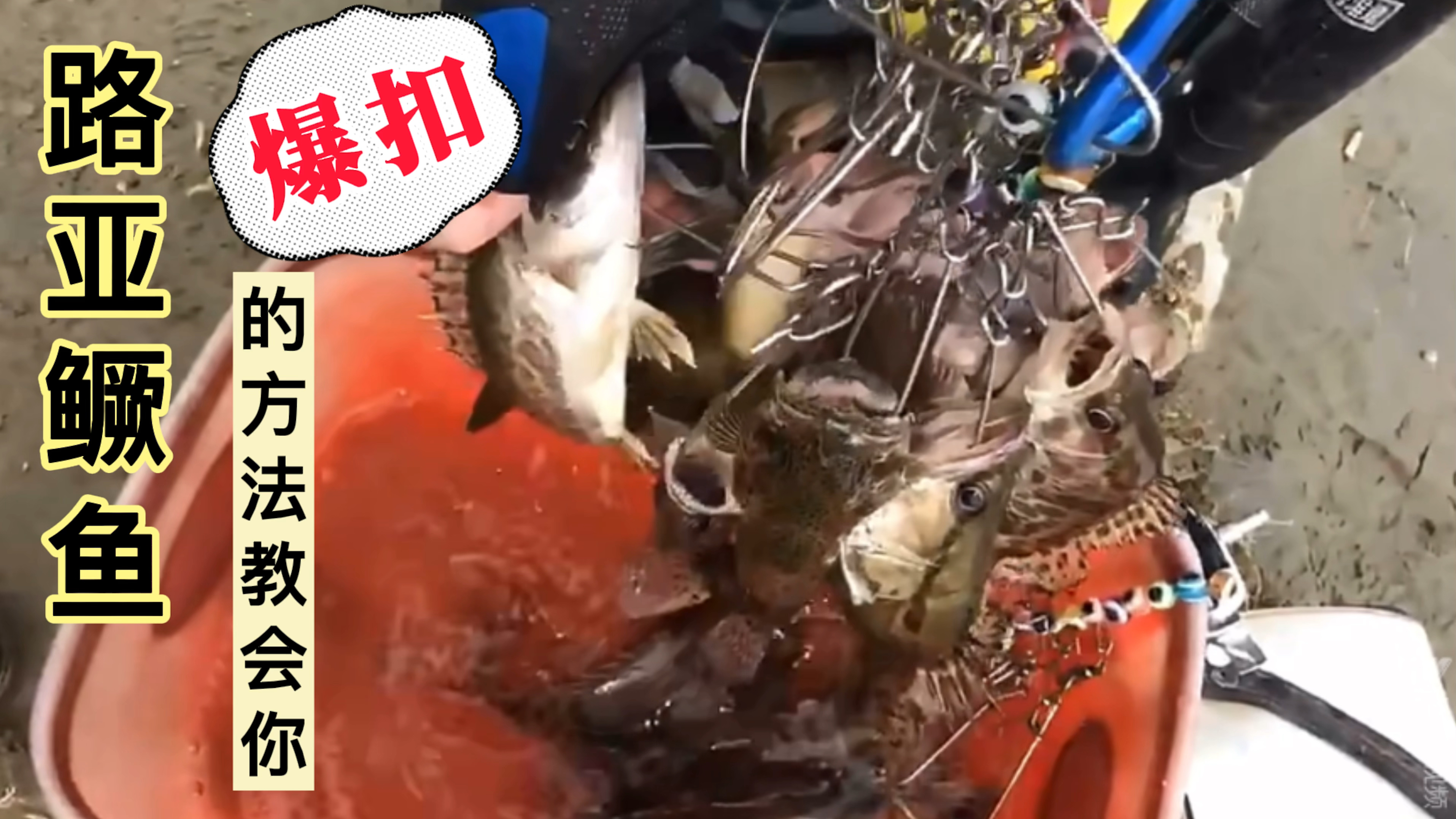 路亚鳜鱼钓法破解,3分钟教会你鳜鱼习性,出钓时间,标点和钓法