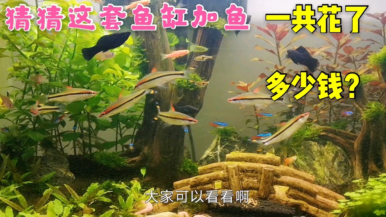 这套草缸加鱼一共花了1080元,缸和鱼分别多少?格子详细跟你说说