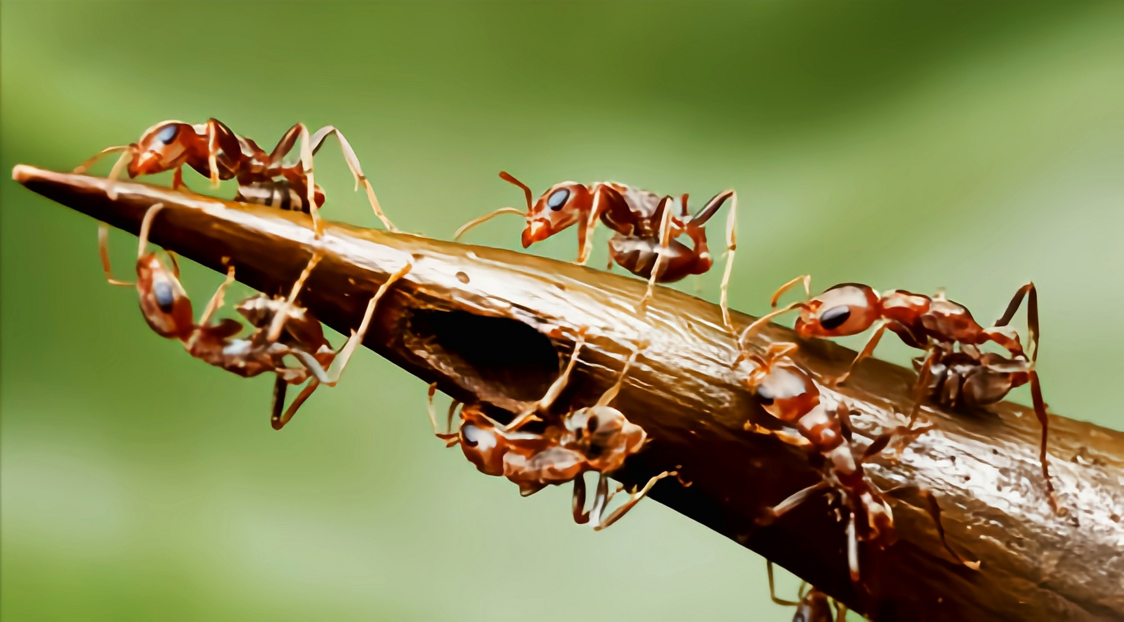 每天认识一种动物——牛角相思树蚁 牛角相思树蚁别名相思树蚁,牛角