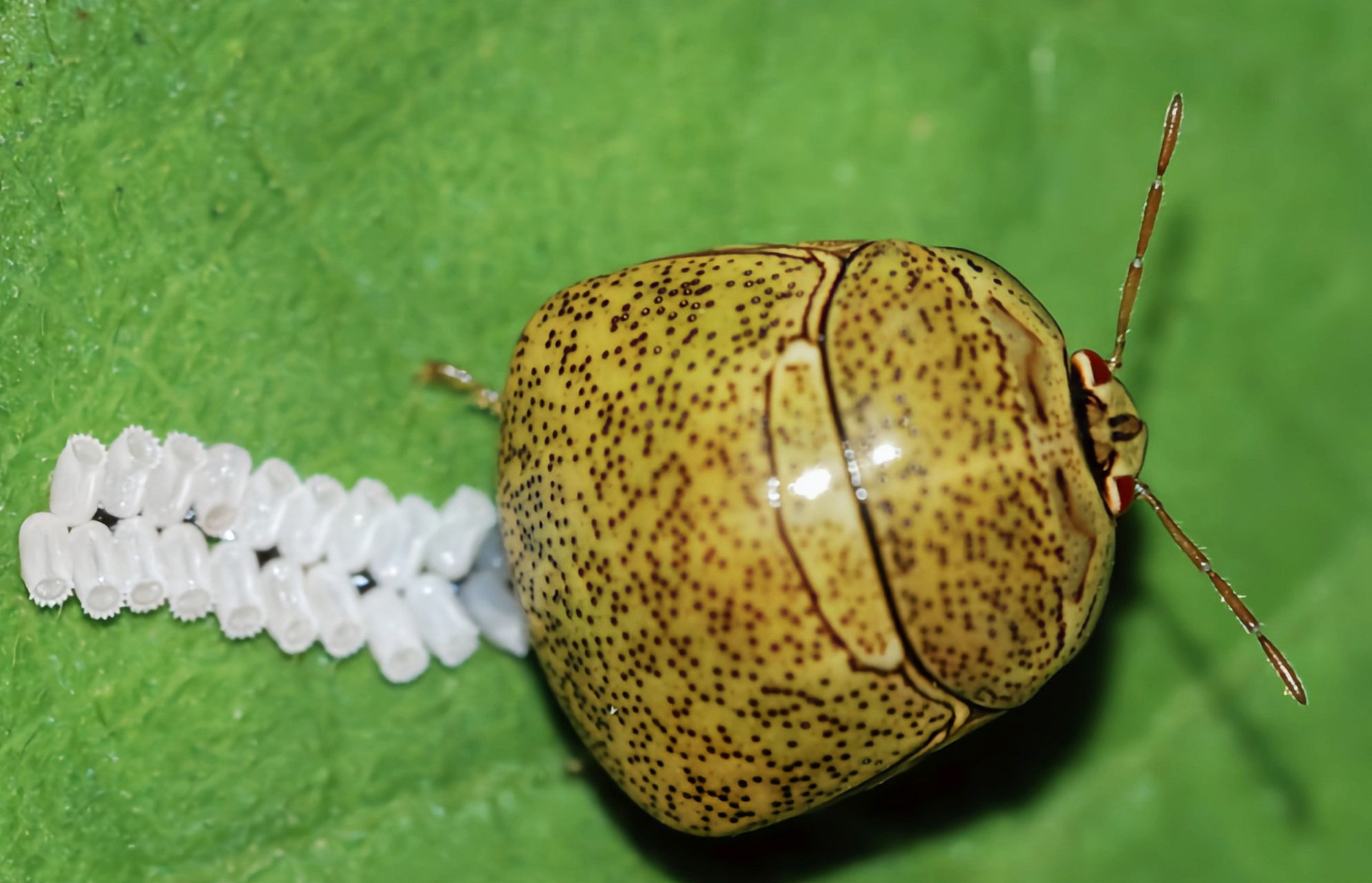圆蝽科昆虫多数危害各种农物作物,尤其