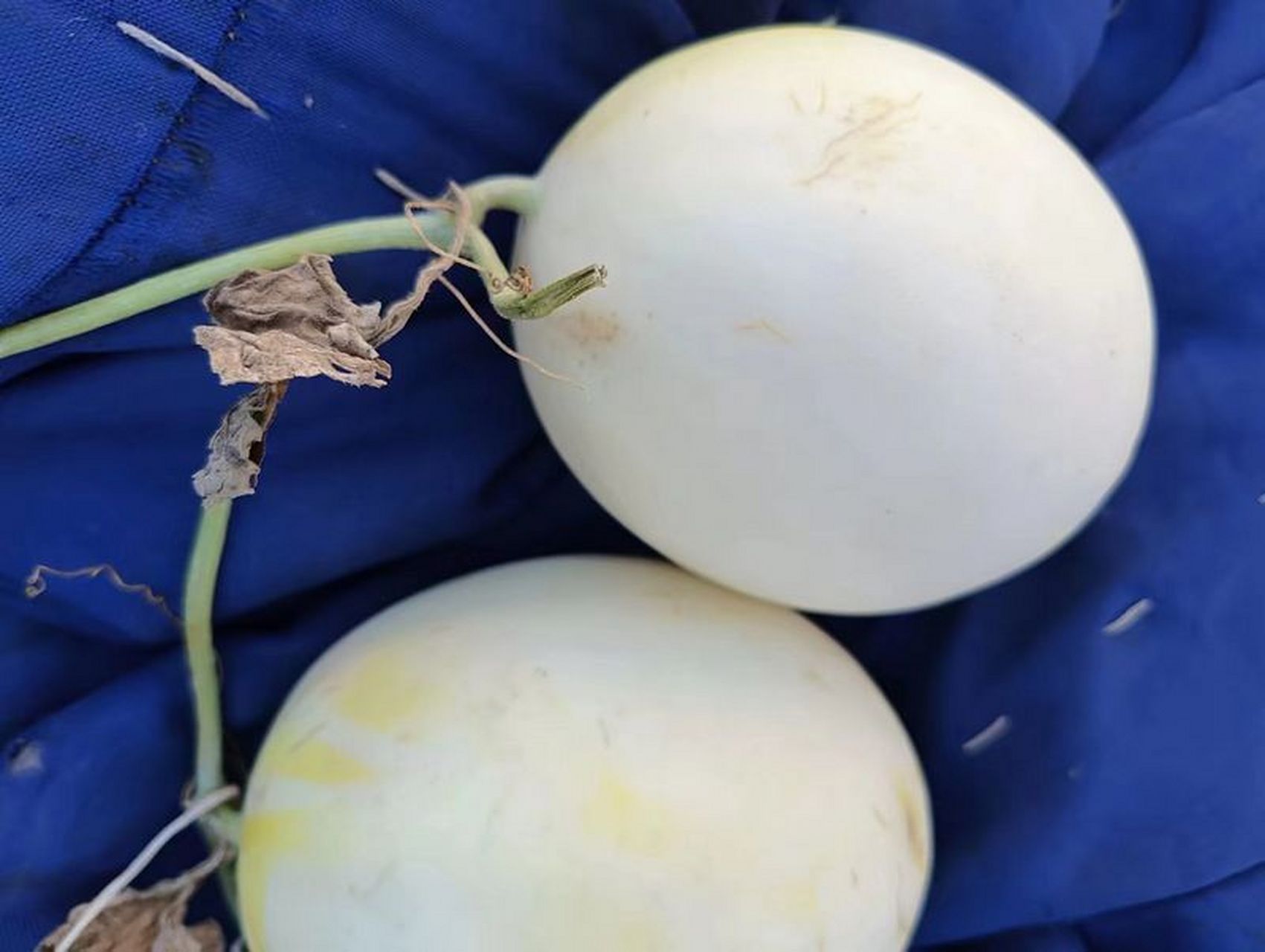 冰糖雪梨瓜,真甜真甜.