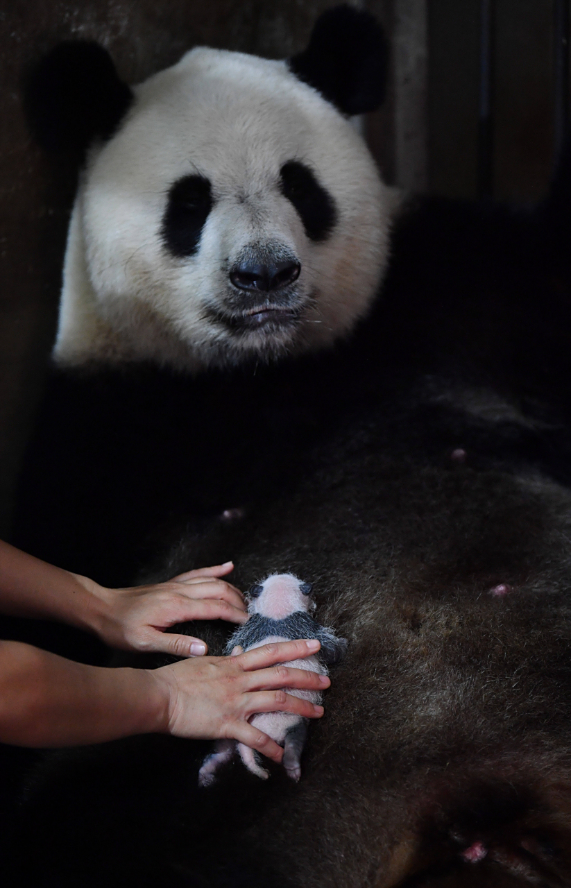 旅美大熊猫"丫丫"正式移交中方 旅美大熊猫"丫丫"租借期满,正式移交