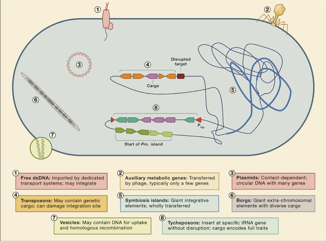 「科学新知」一种新的移动遗传元件tycheposons