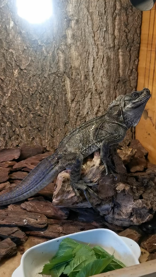 斑帆蜥,最帅的蜥蜴,没有之一-度小视