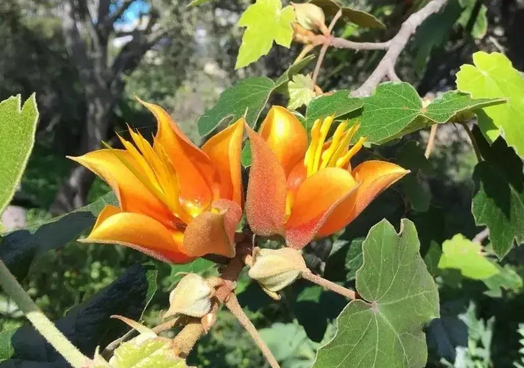 金手指植物图片