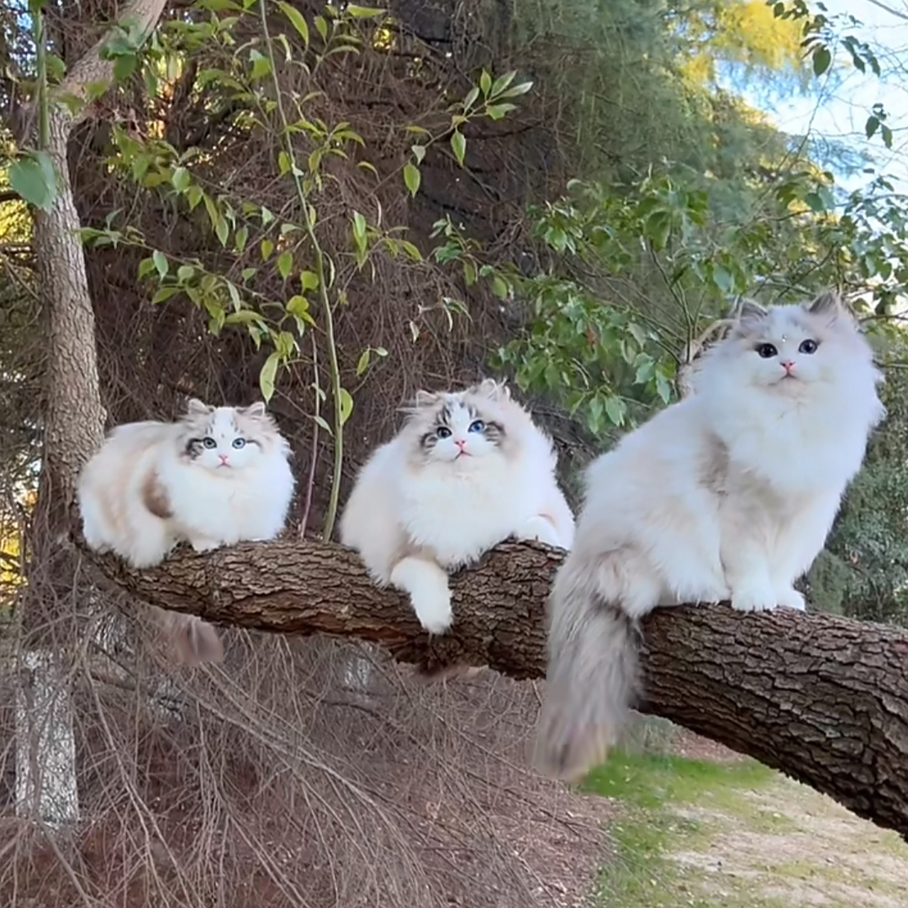 三只听话的布偶猫,在面对镜头时表情拿捏的非常到位是不是太可爱了