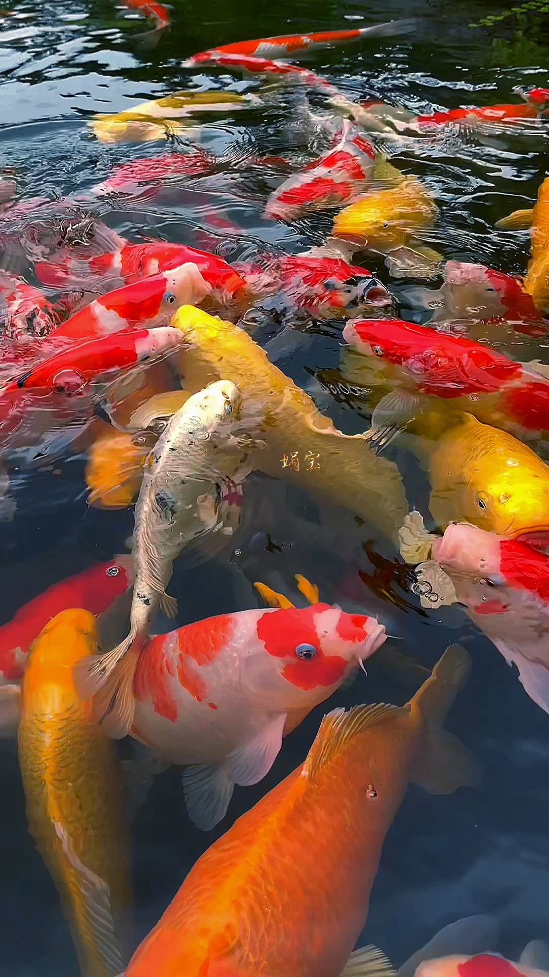 一池锦鲤,一世好运,祝你风生水起,如鱼得水