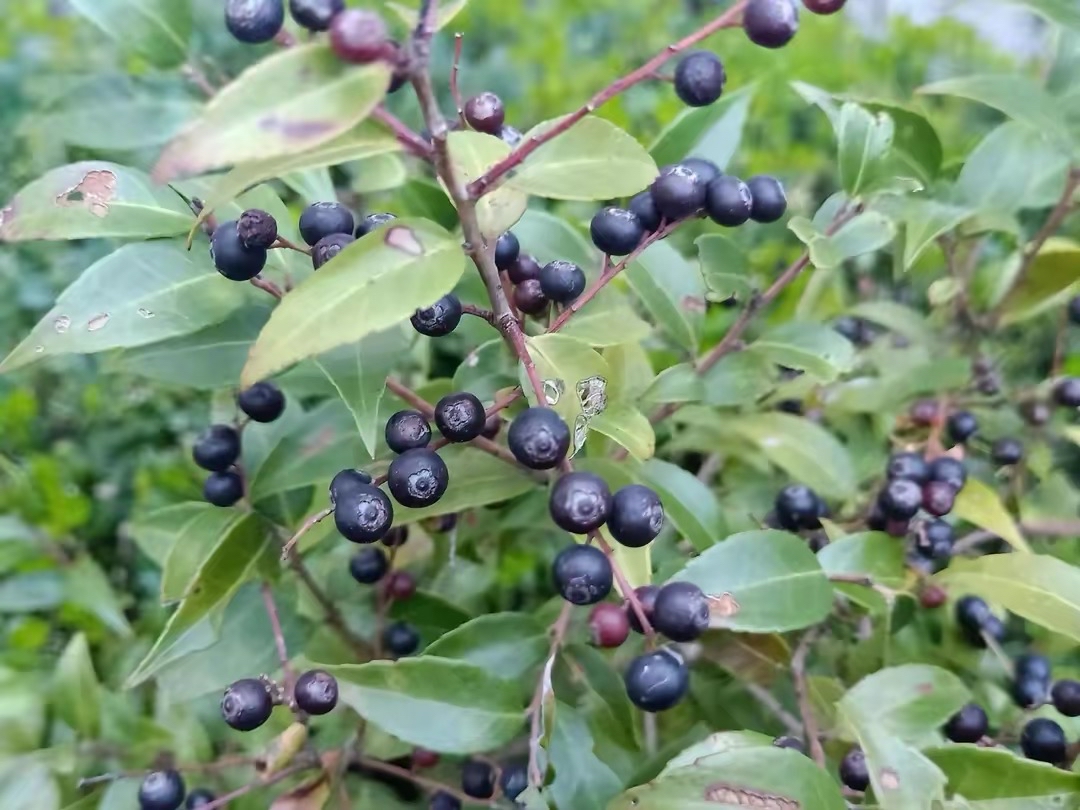 山里一种酷似蓝莓的野果,人们称之为"乌饭果,您认识吗