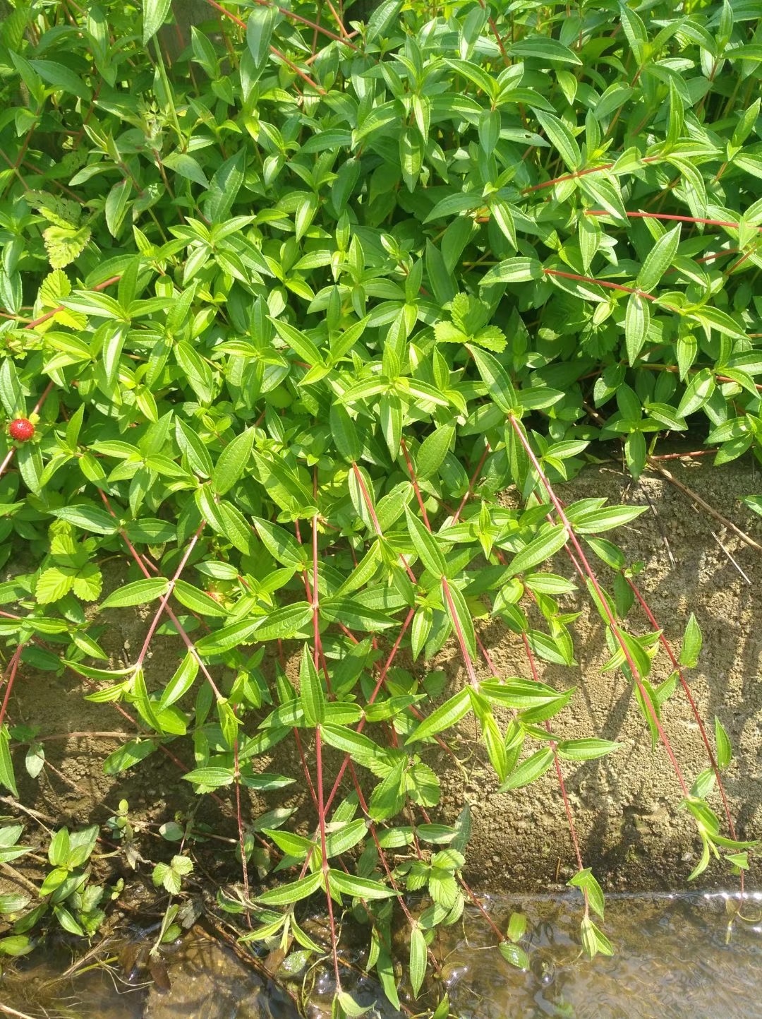 野生糯米草,又叫糯米藤,有一定药用价值,常见于农村田边路旁