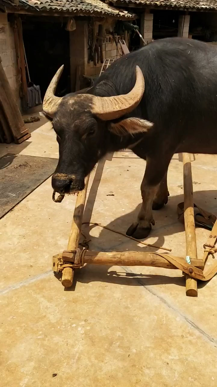 会自己干活的牛