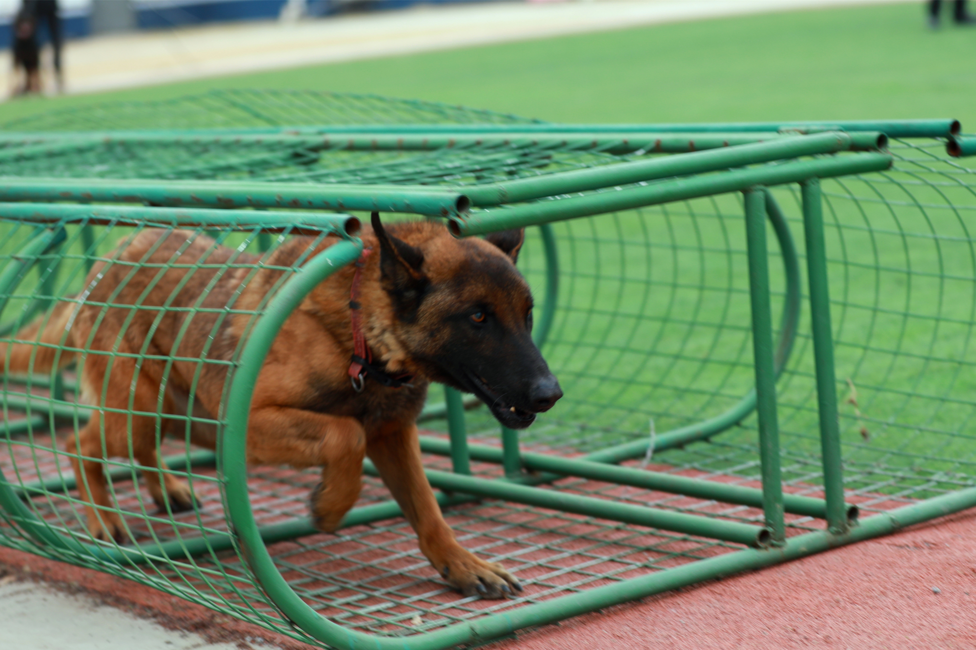 北京警犬训练基地图片图片