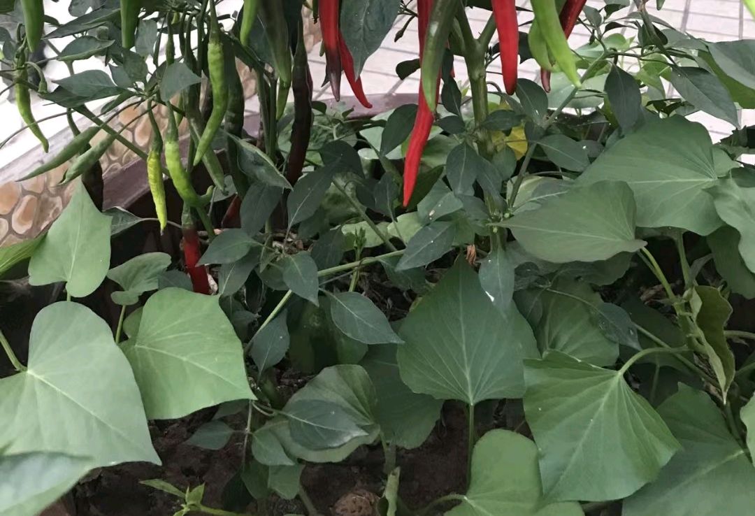 「二元次语」0053-0055癸卯六月