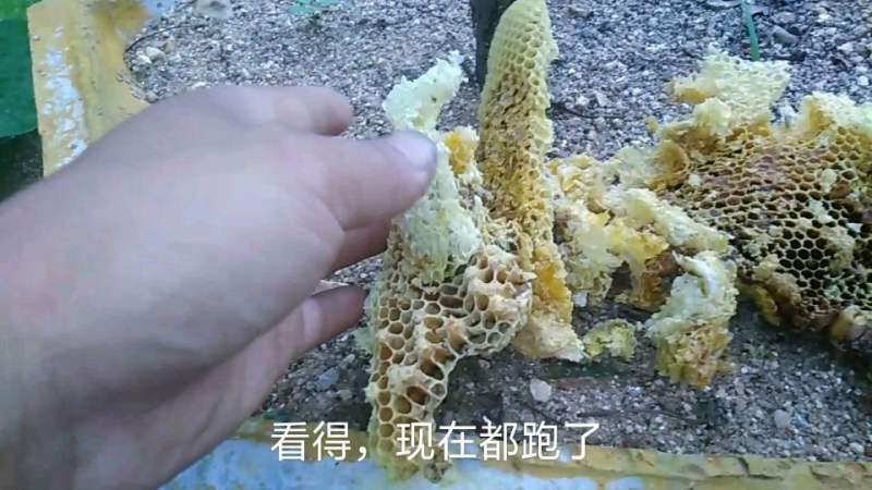 蜜蜂跑了多半是它在作怪,不过没关系,简单处理说不定哪天又来了,三农,农民生活,好看视频