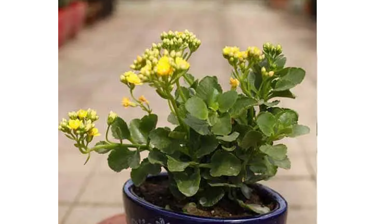 释放氧气的植物有哪些