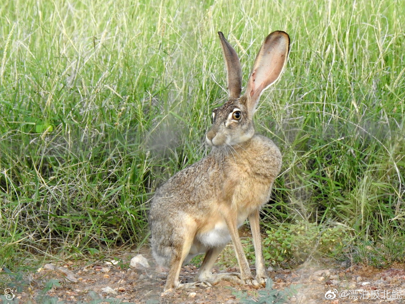 黑尾兔lepus californicus  大长腿大耳朵,这兔子怎么驴里驴气的