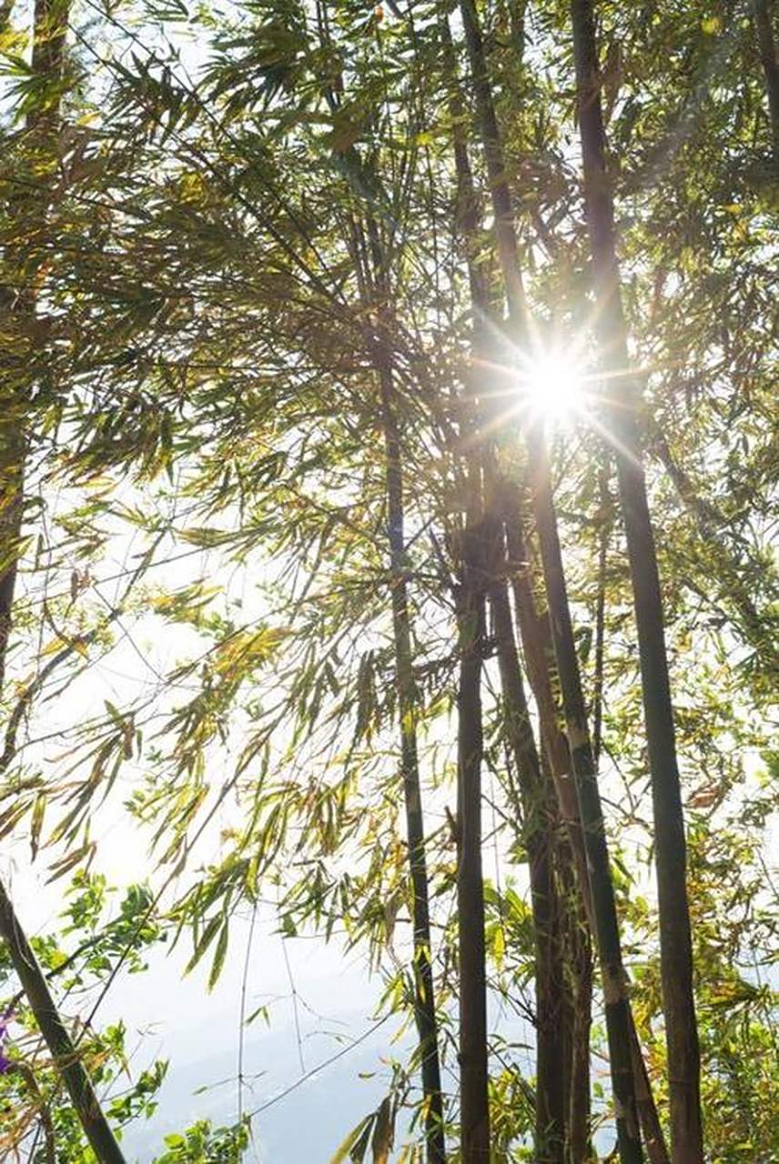 一是顺光.是指光线投射的方向和拍摄者镜头的方向一致,称为顺光.