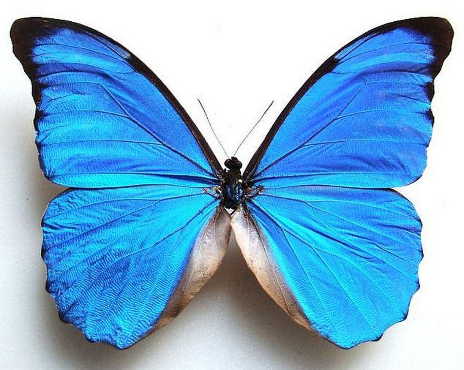 美神闪蝶是一种日间活动,飞行敏捷的蝴蝶.