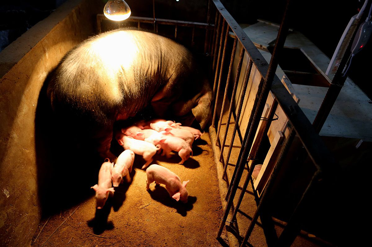 仔猪八字腿固定